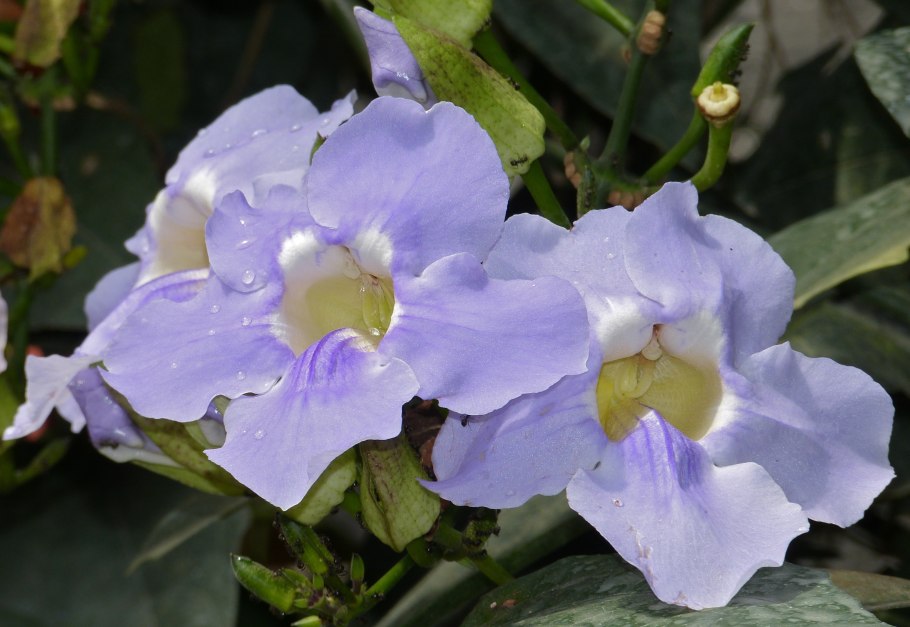 Brunfelsia pauciflora