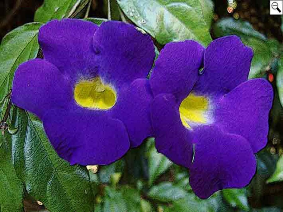 Тунбергия Электра Триколор