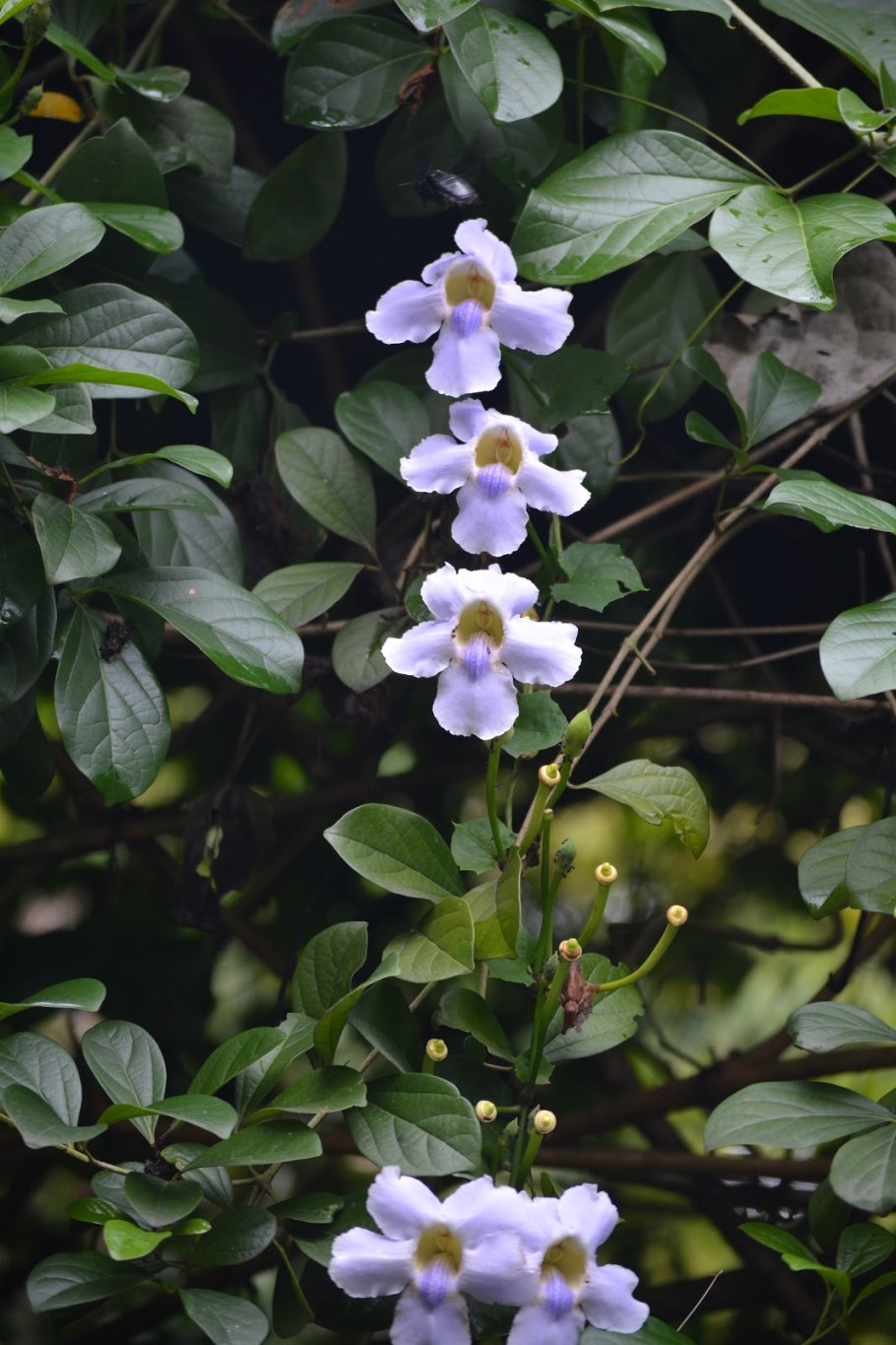 Тунбергия грандифлора голубая