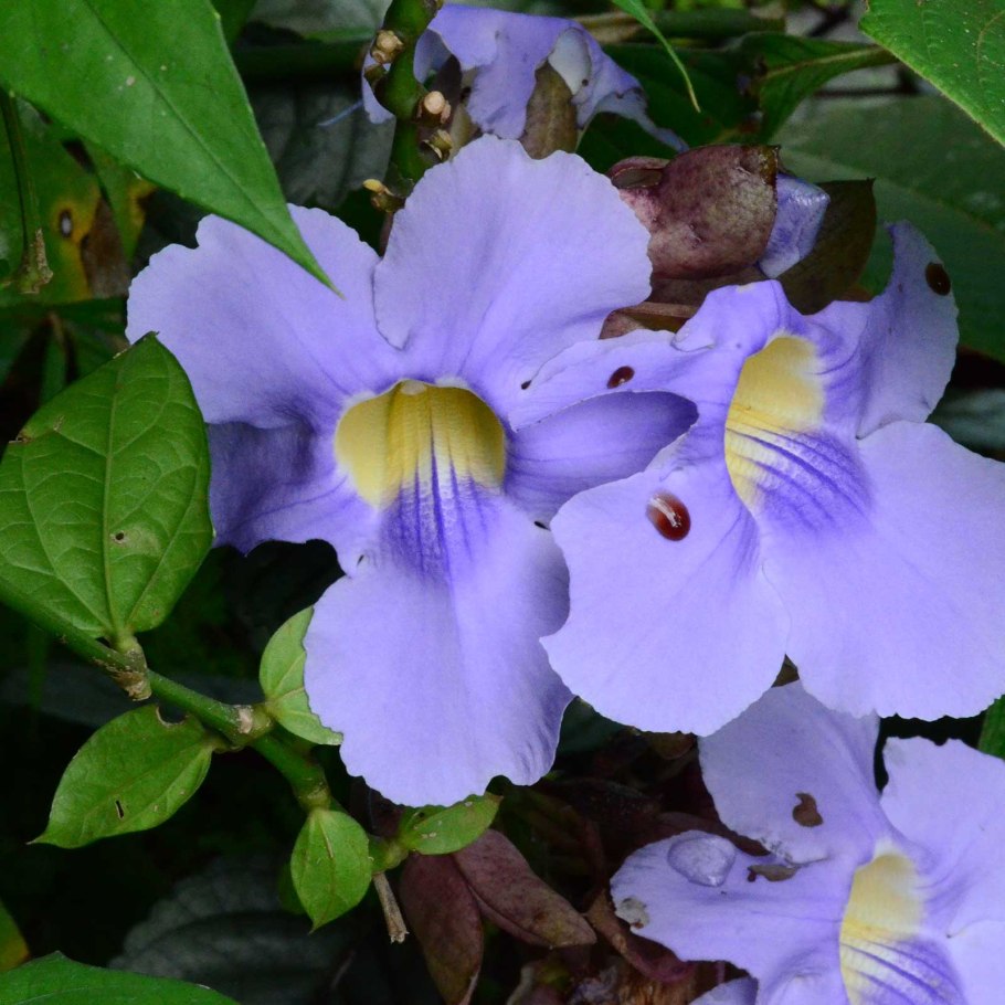 Thunbergia laurifolia