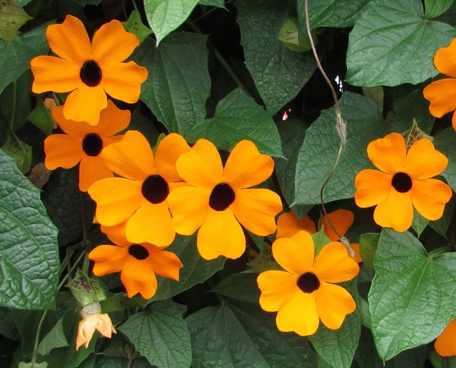 Тунбергия крылатая