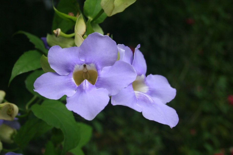 Thunbergia laurifolia