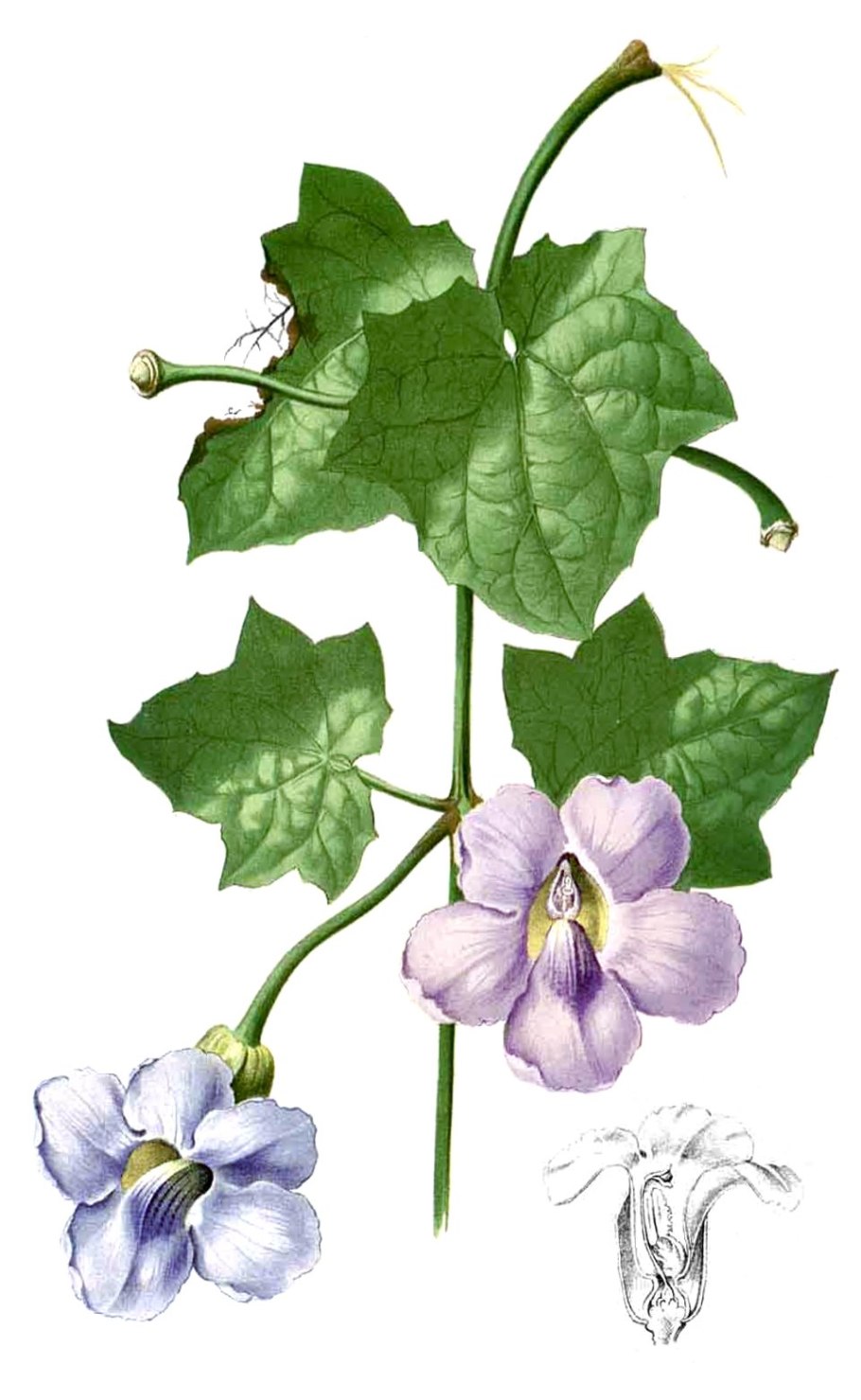 Thunbergia grandiflora variegata