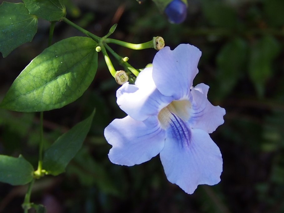 Тунбергия лаурифолия