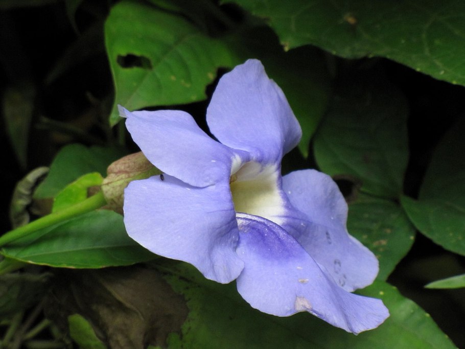 Тунбергия фиолетовая