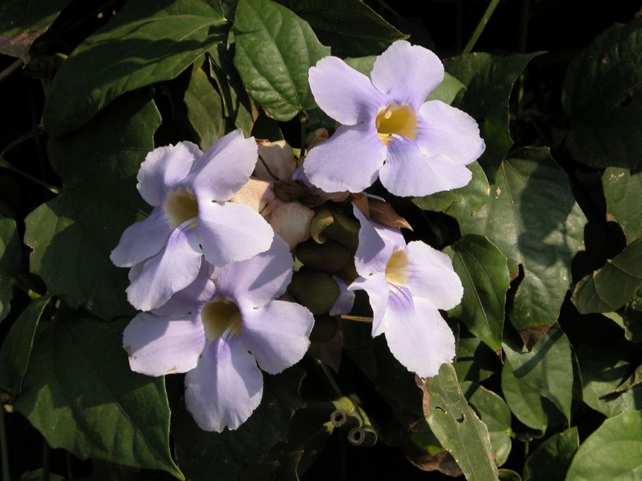 Лиана тунбергия грандифлора