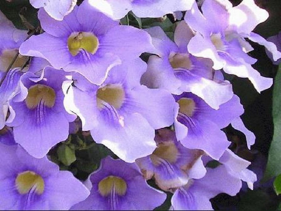 Тунбергия Susie Orange Black Eye