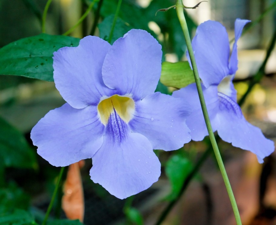 Thunbergia grandiflora Blue Sky