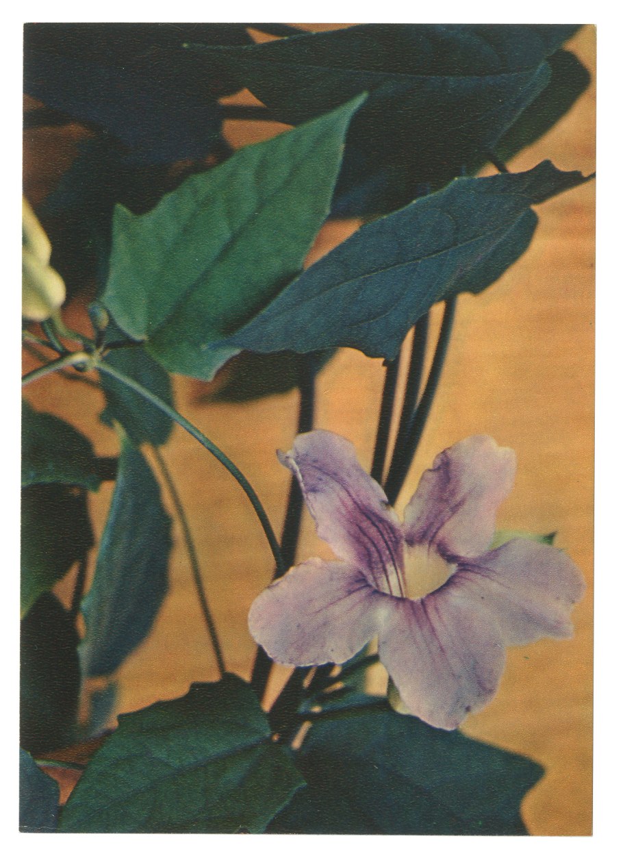 Clytostoma callistegioides