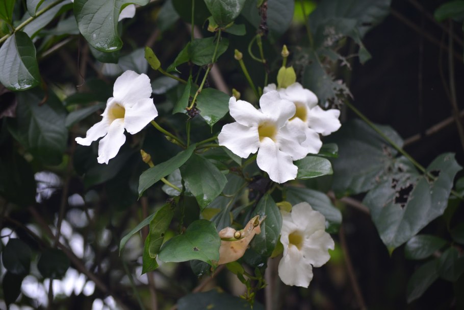 Тунбергия крупноцветковая Thunbergia grandiflora