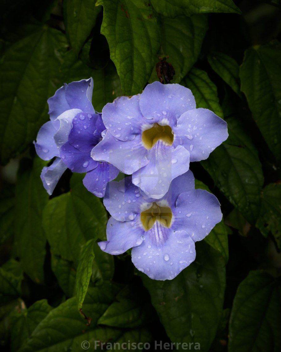 Thunbergia grandiflora