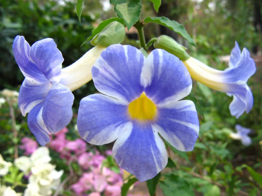 Тунбергия биколор