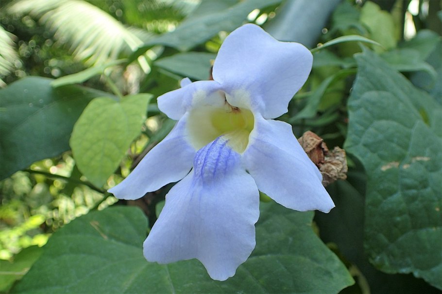 Тунбергия мантия короля