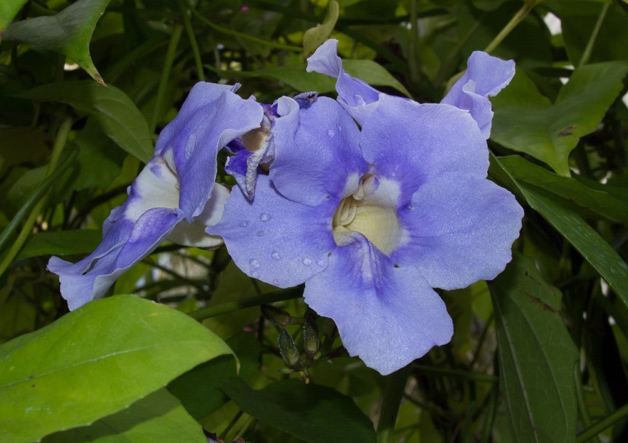 Thunbergia erecta