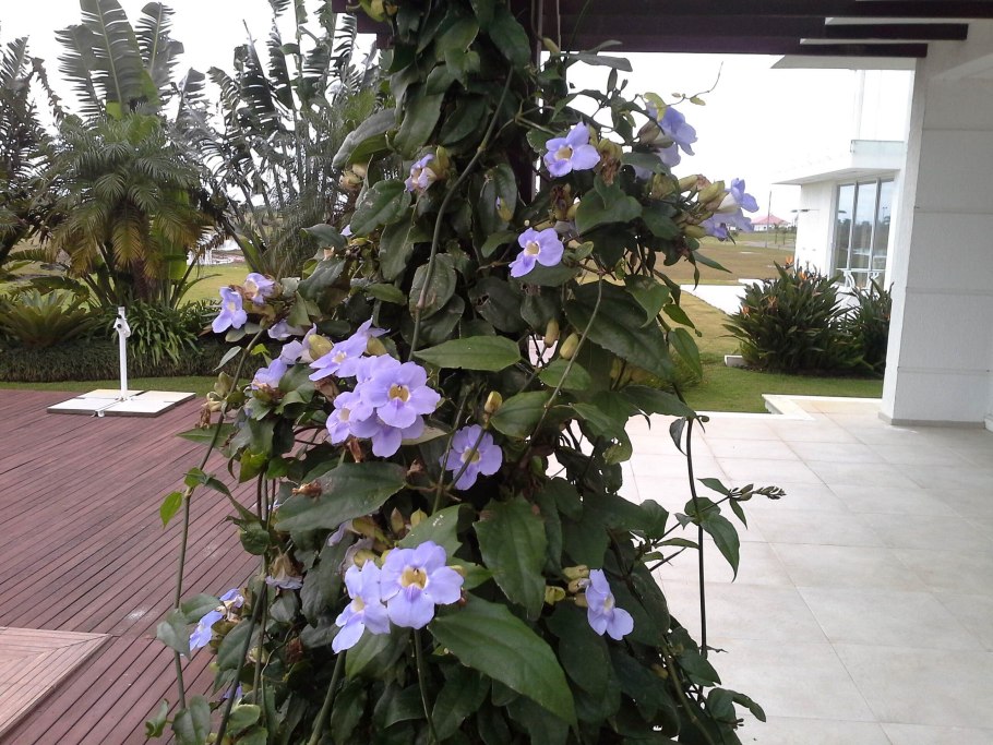 Thunbergia erecta