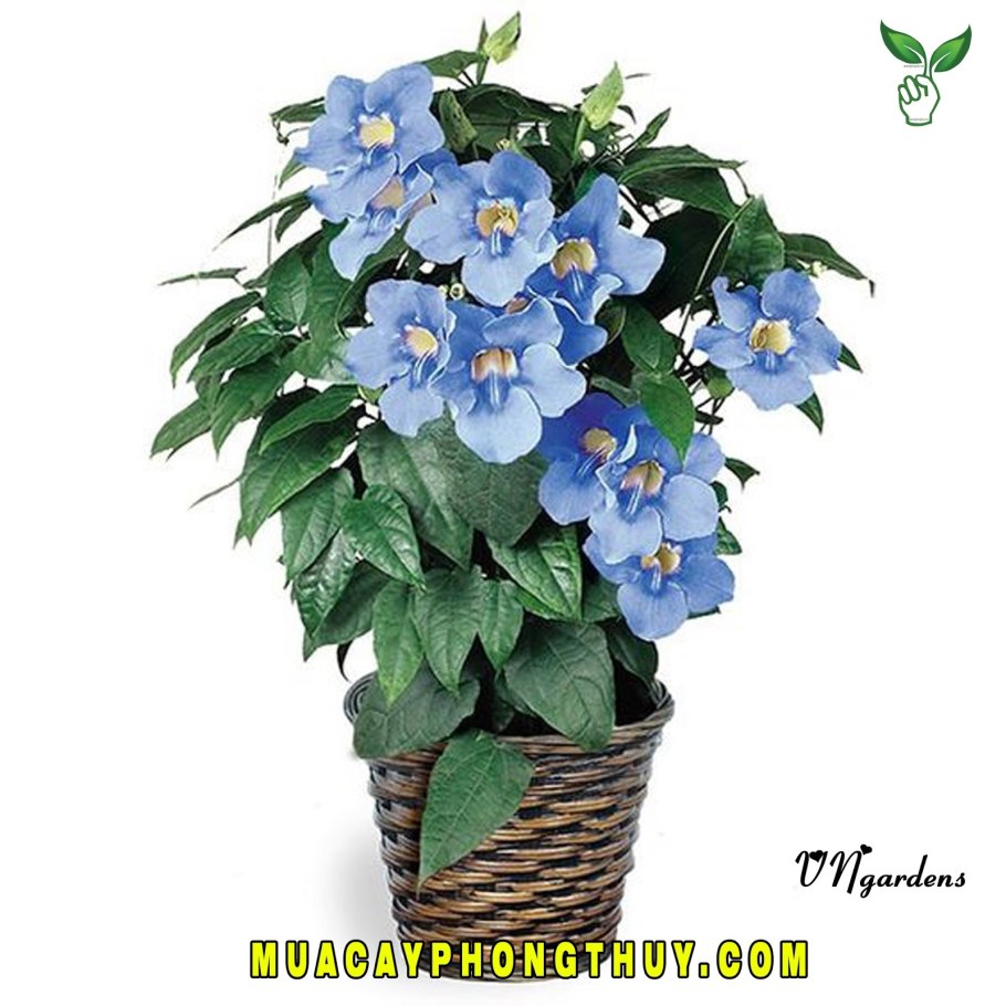 Тунбергия Сьюзи Clear White