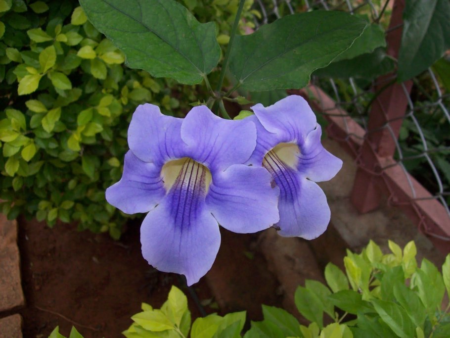 Thunbergia laevis
