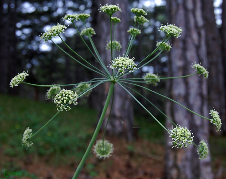Лазурник трехлопастнои