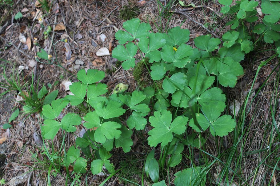 Лазурник трехлопастной гербарий