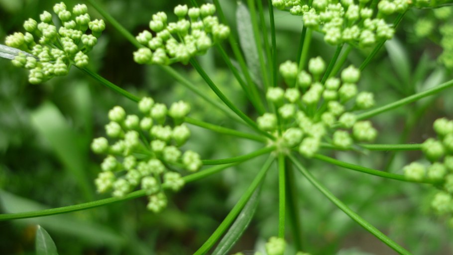 Лазурник растопыренный