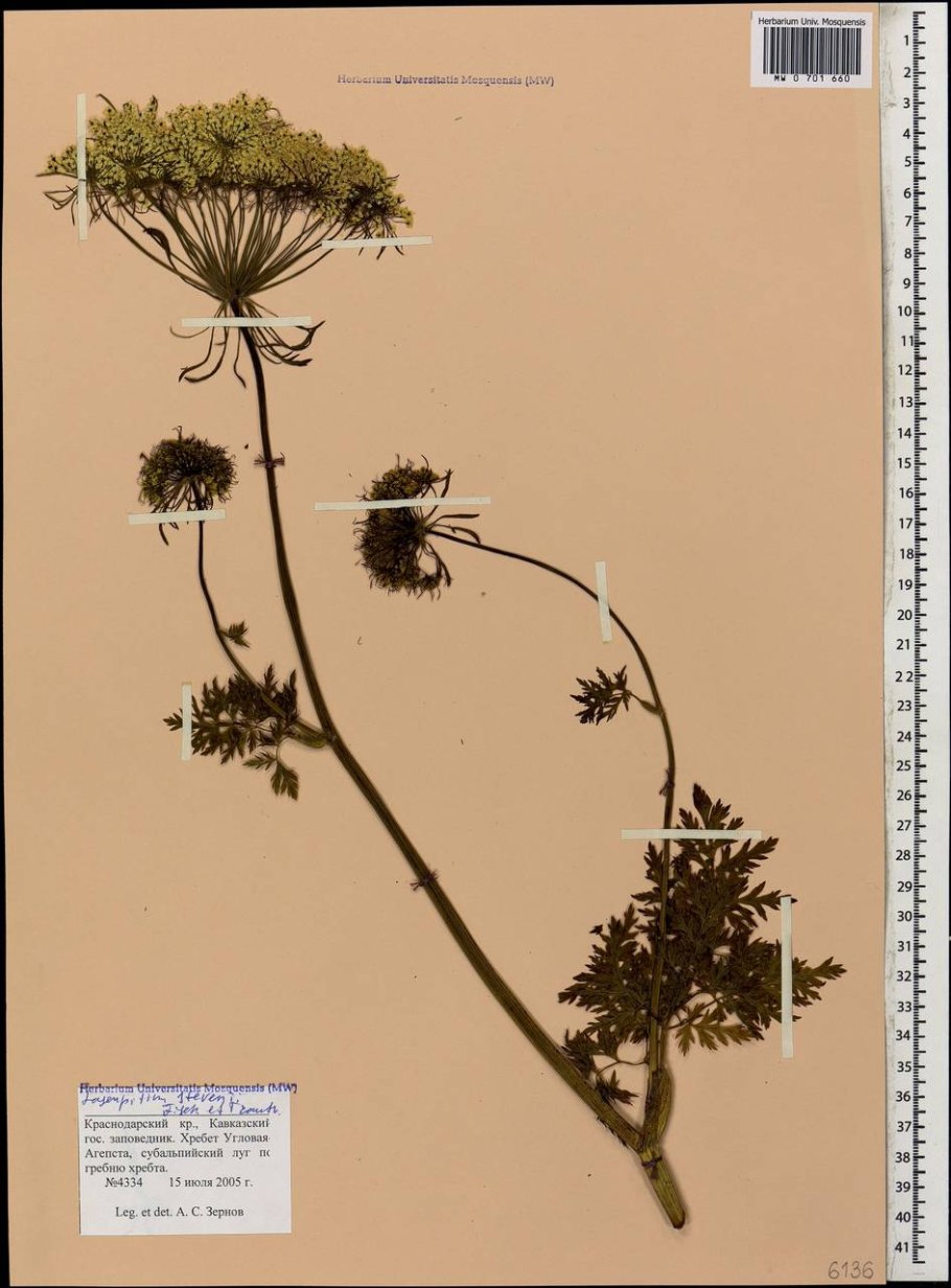 Утюг Rowenta dw5210f1