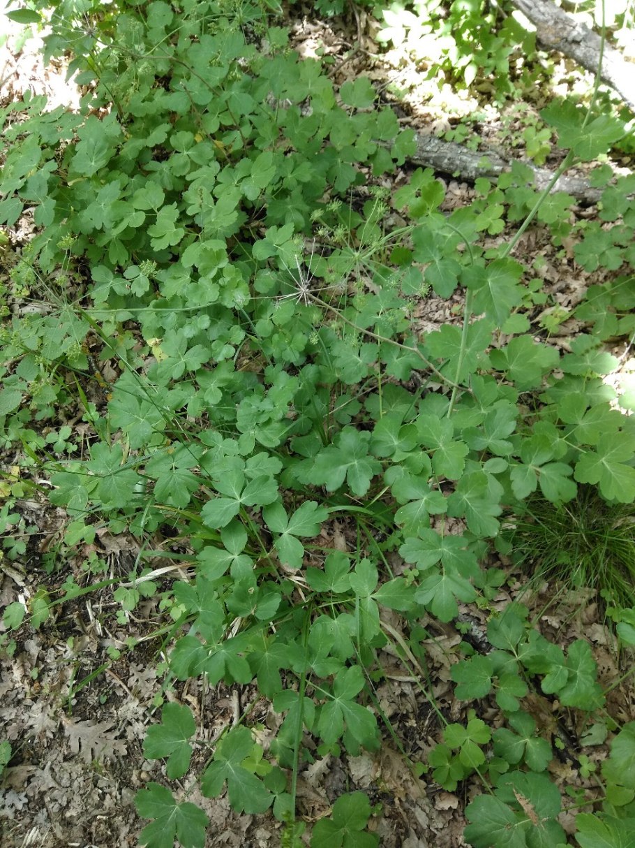 Лазурник трехлопастной рисунок