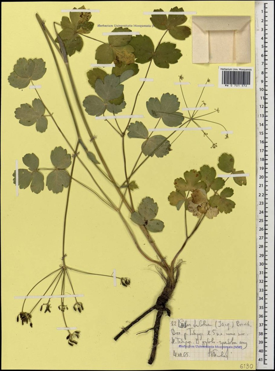 Лечебные травы Самарская лука