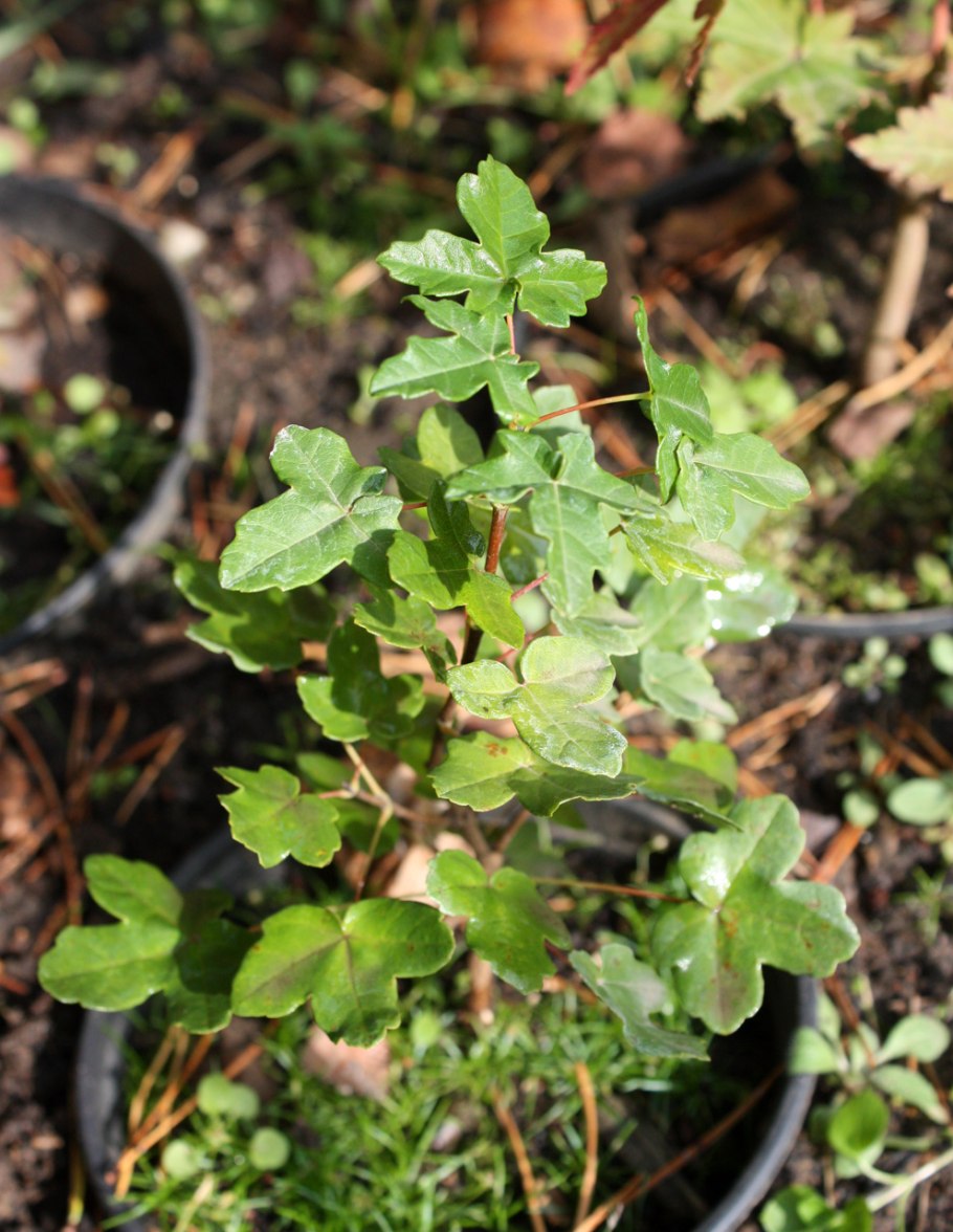 Брелок-пейджер Mongoose LS 9000d