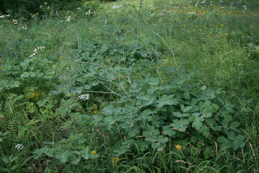 Лазурник трёхлопастный (Laser trilobum (l.) Borkh)