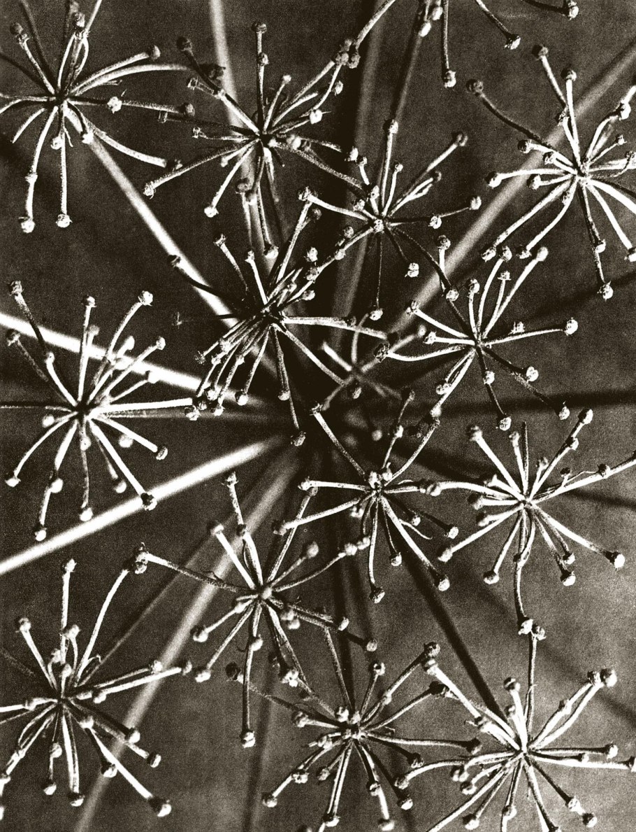 Карл блосфельдт фотограф