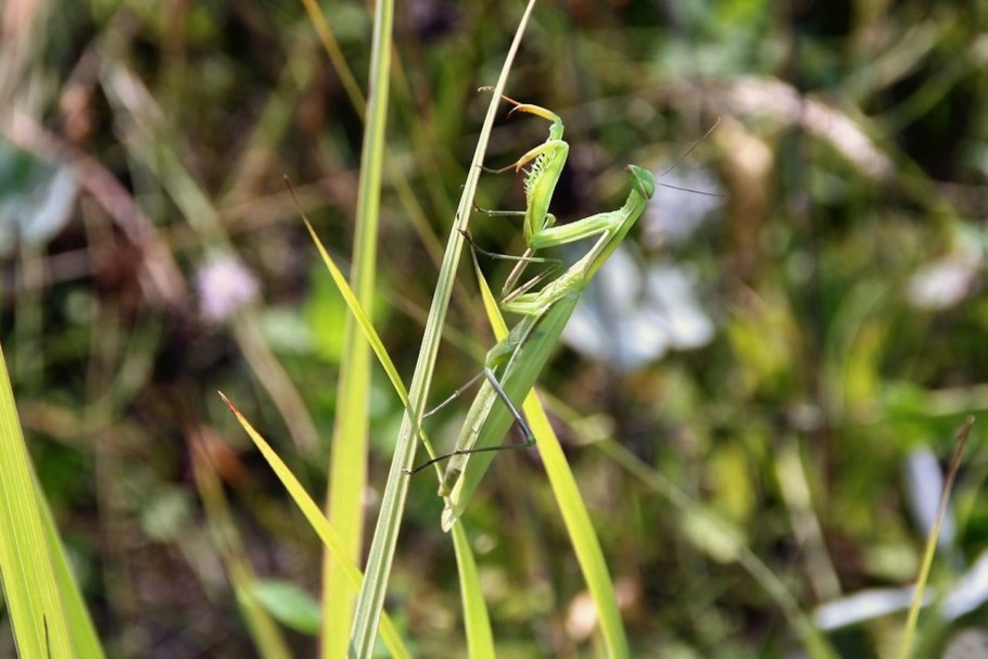 Черный цвет фон