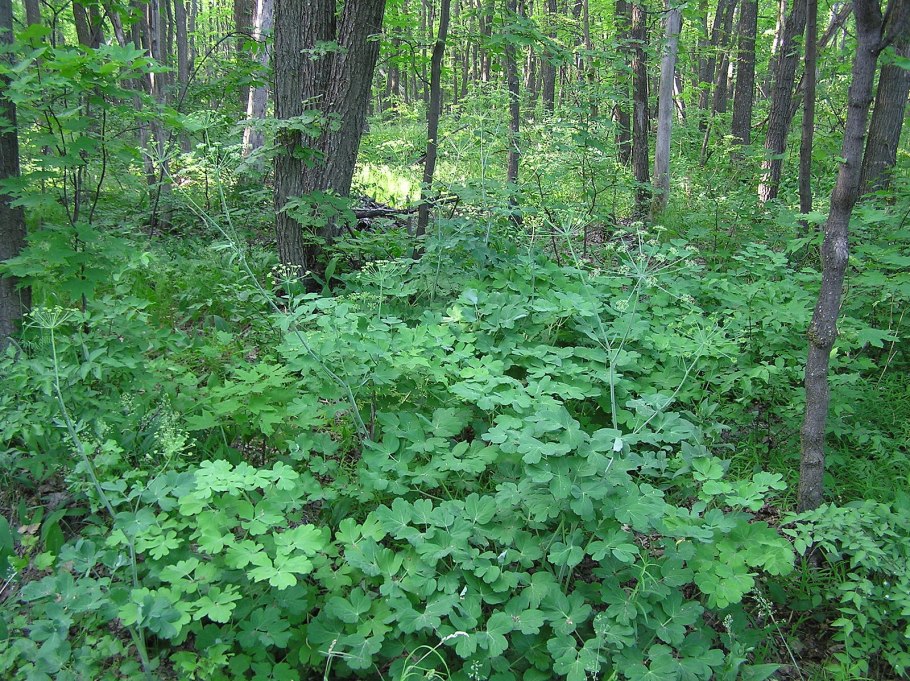 Лазурник трехлопастной рисунок