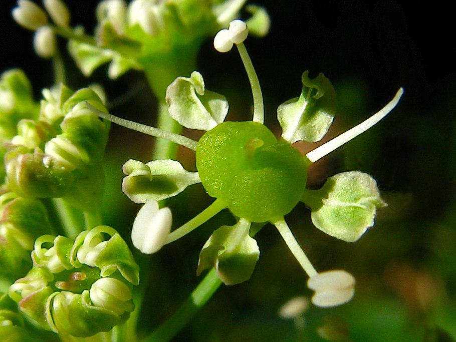 Лазурник растопыренный