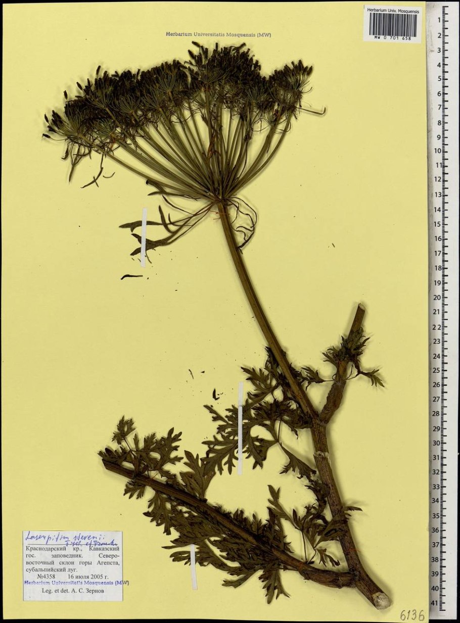 Viburnum opulus листья