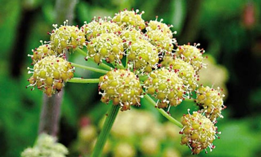 Зеленый Клевер четырехлистный