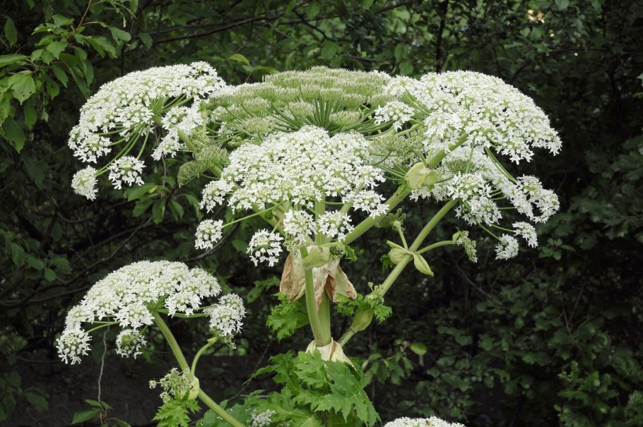 PV контроллер заряда ls1024rp