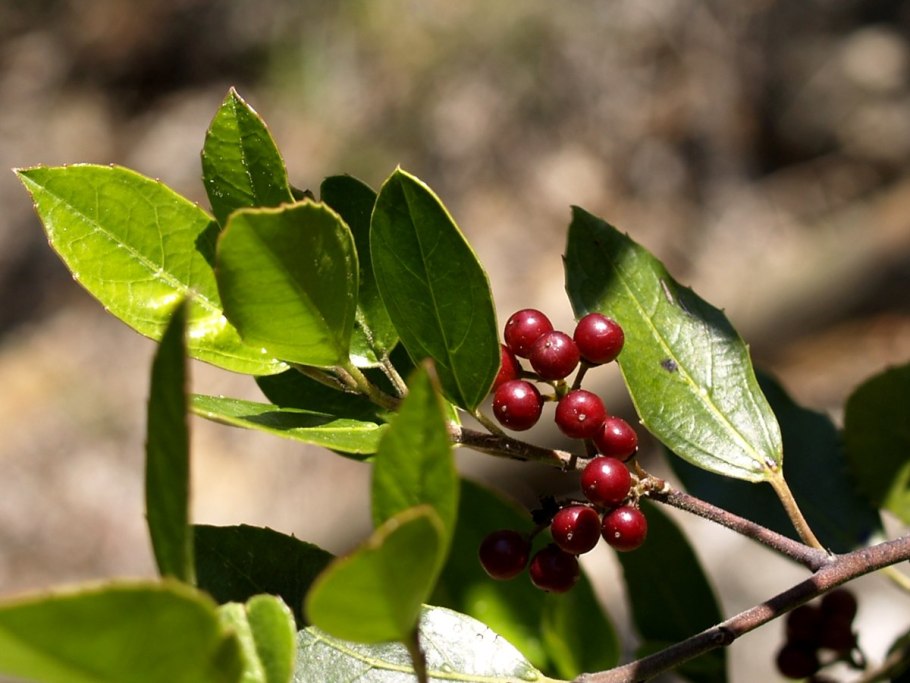Rhamnus alaternus