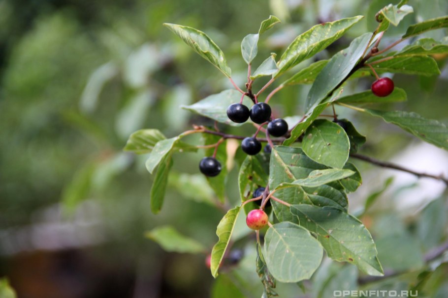 Розовая слоновая кость дерево