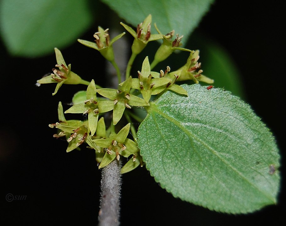 Жостер слабительный Крушина