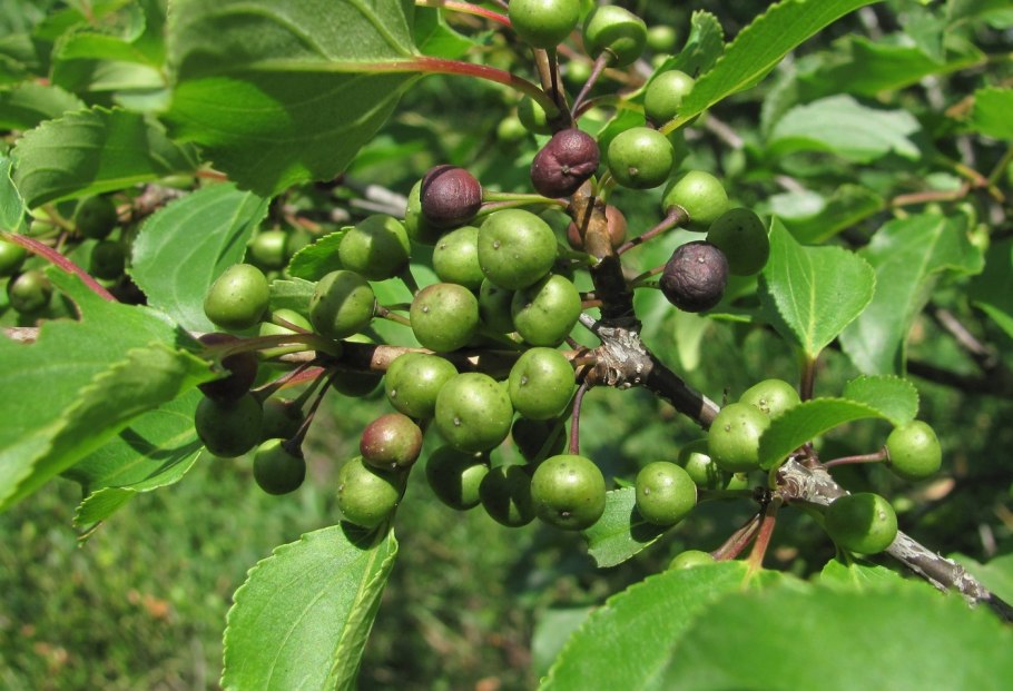 Rhamnus Frangula Крушина ломкая