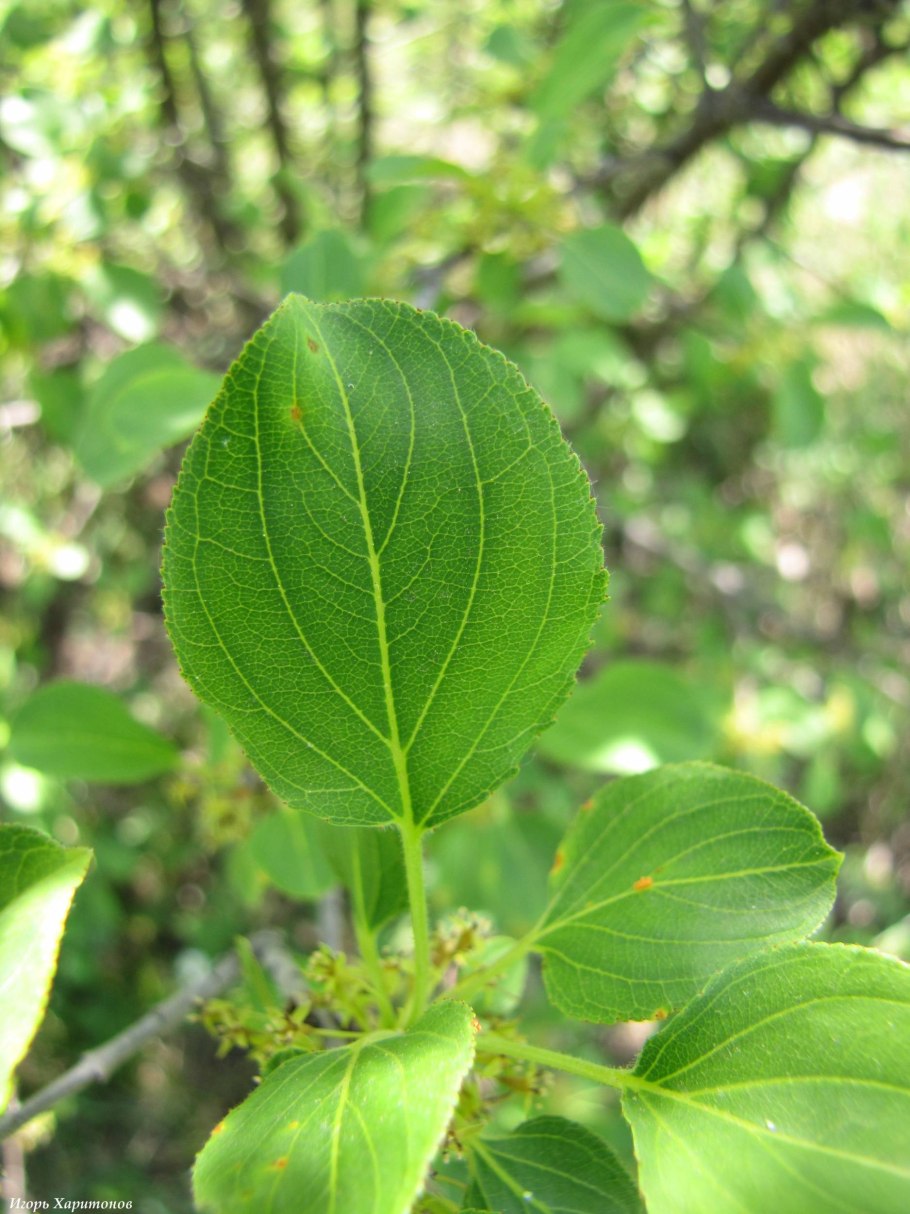 Крушина ломкая цветение