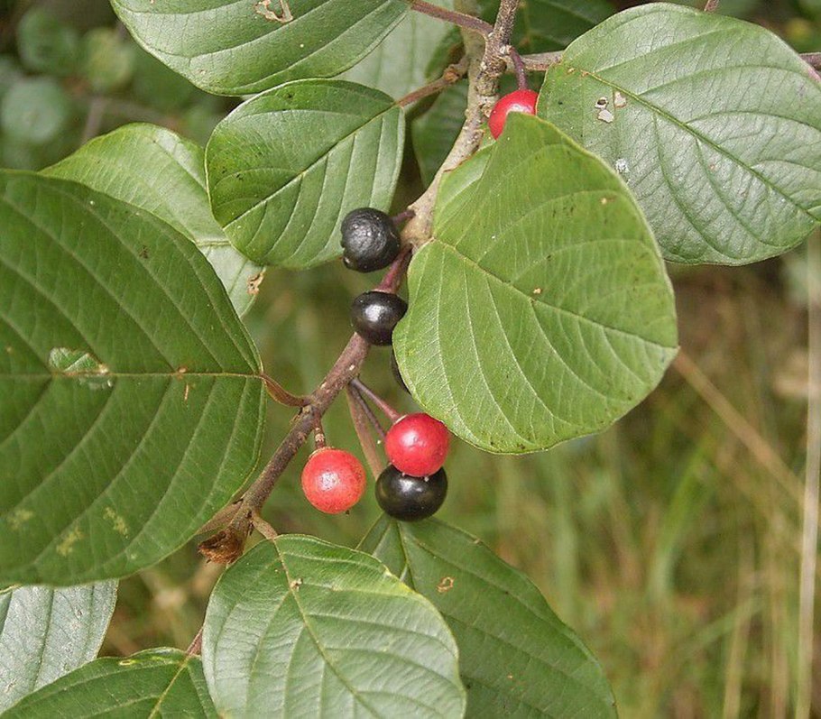 Rhamnella gilgitica цветки