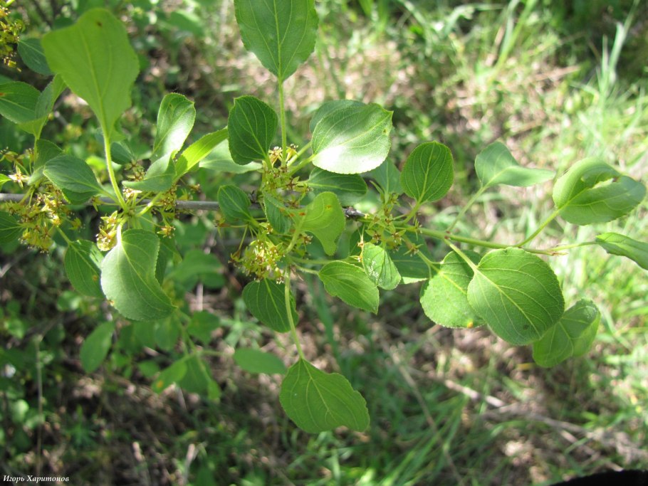 Rhamnus cathartica