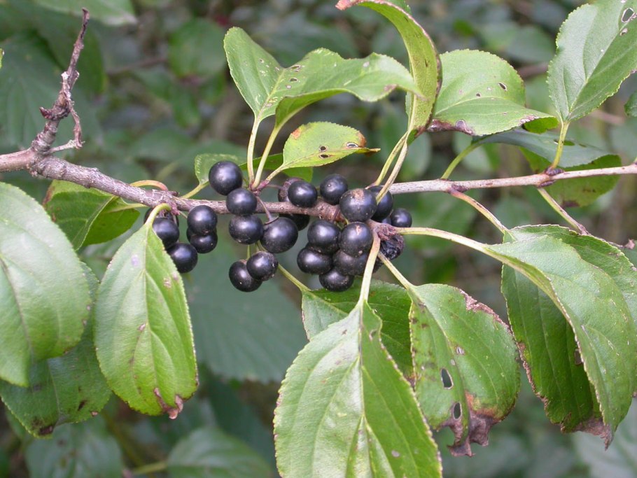 Крушина слабительная (Rhamnus cathartica)