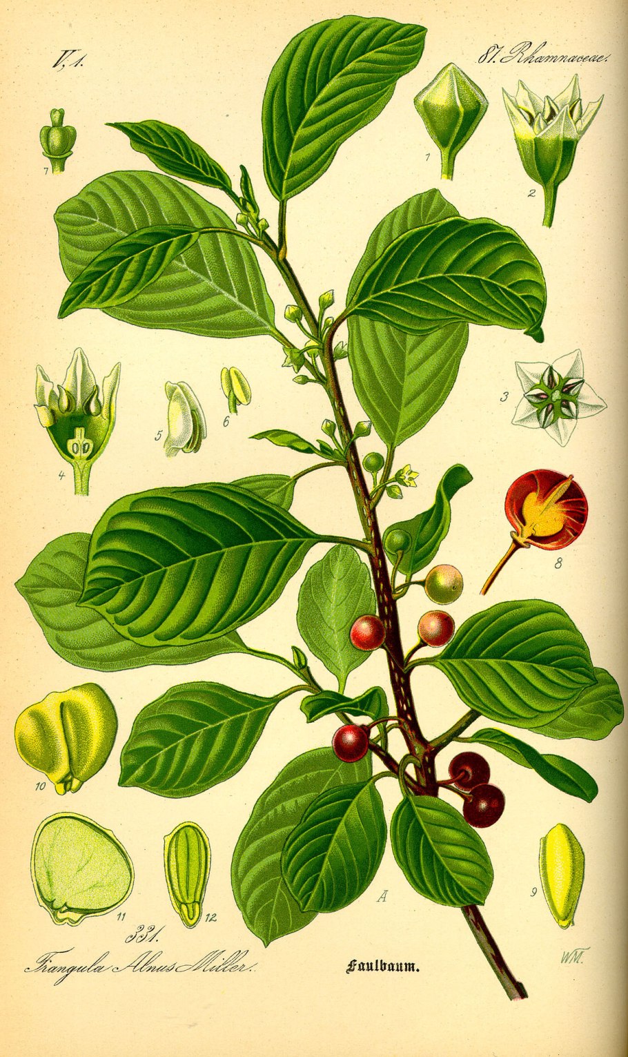 Титул растение