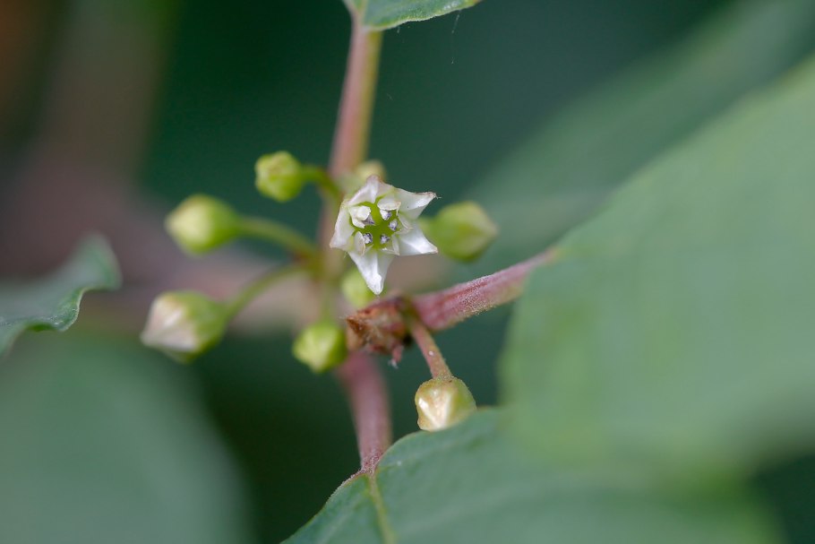 Solanum aculeatissimum