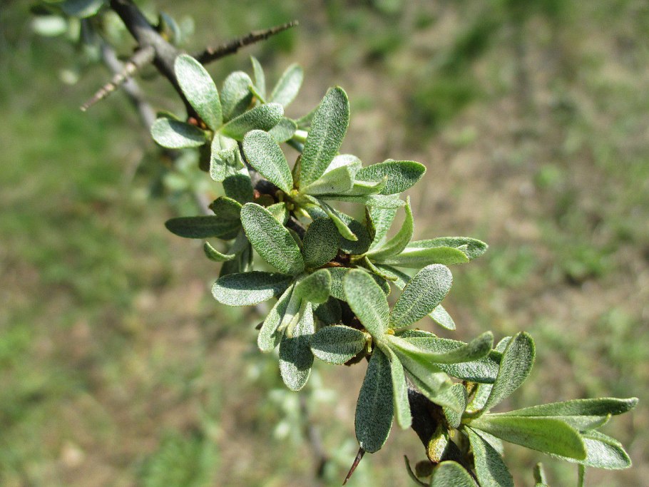 Berchemia berchemiaefolia