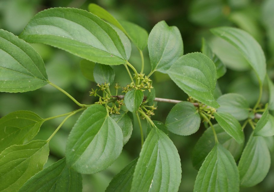 Rhamnus cathartica