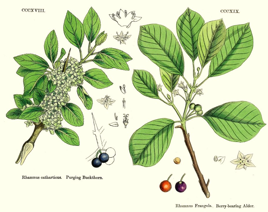 Крушина ольховидная