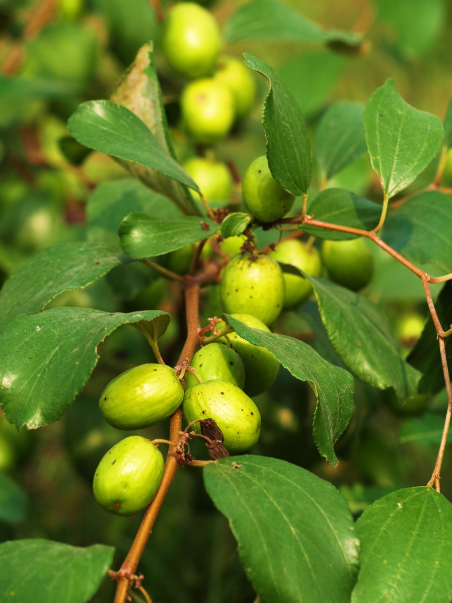 Унаби китайский финик